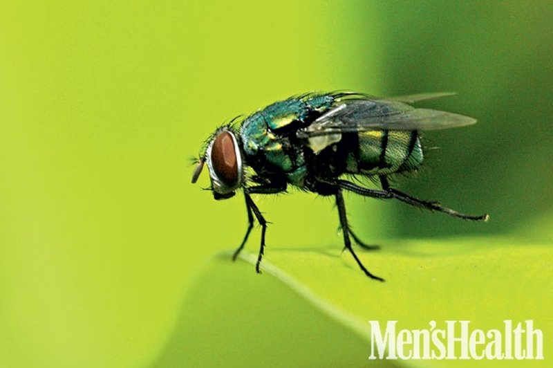 Gnoj in organski odpadki so jasli, od koder lahko male muhe odletijo tudi 30 kilometrov daleč, vse do vašega krožnika. (foto: Shutterstock.com)