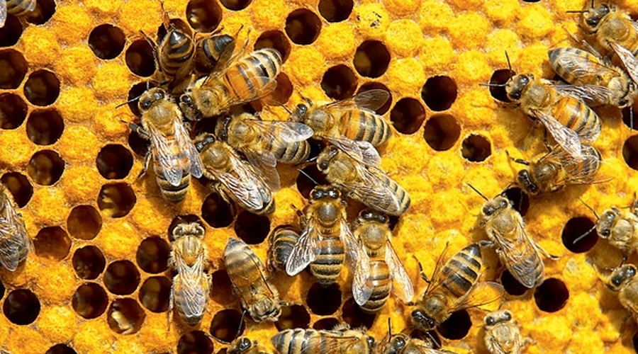 Med lahko pospeši tudi celjenje opeklin, če ga nanesemo nanje. (foto: Shutterstock.com)