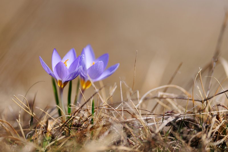 Pomlad prihaja, sonce se že smehlja (foto: Shutterstock.com)