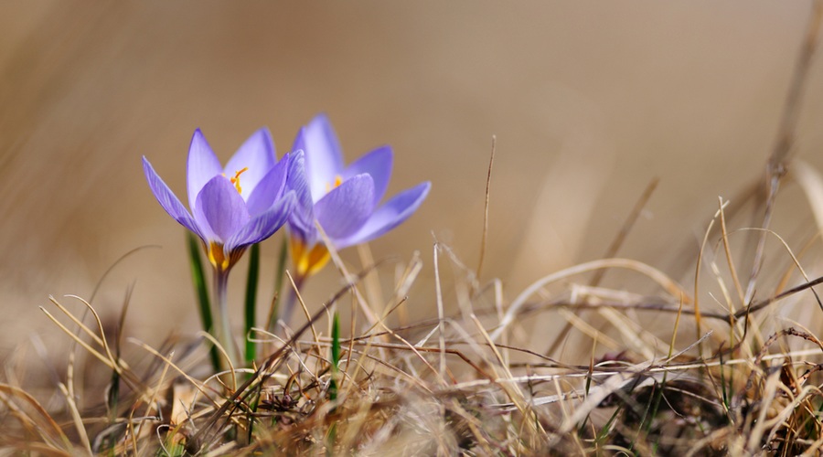 Pomlad prihaja, sonce se že smehlja (foto: Shutterstock.com)