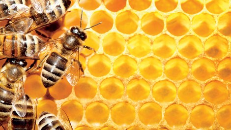 S čebeljim pikom nad multiplo sklerozo