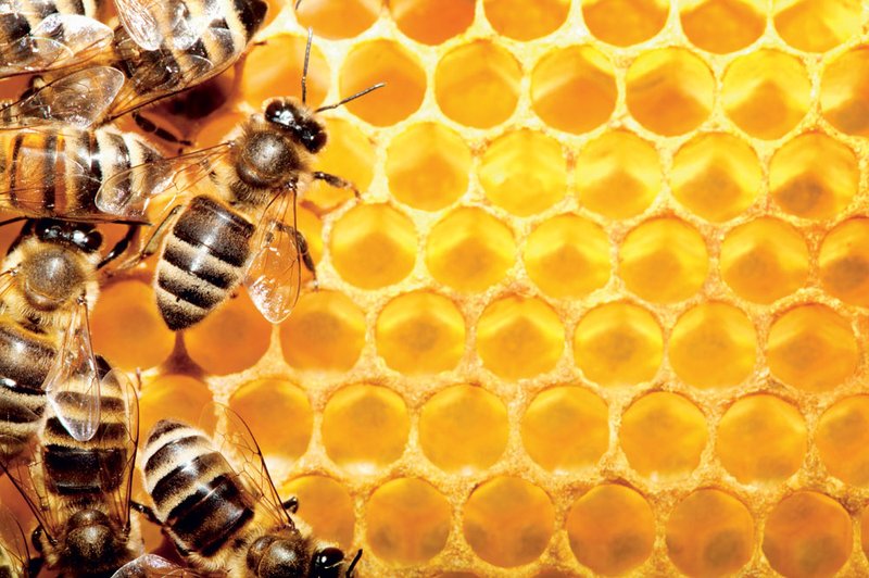 Zdravljenje multiple skleroze s čebeljim pikom. (foto: Shutterstock)