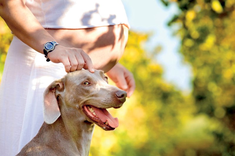 Nosečnice, ki imajo psa, so bolj aktivne... (foto: Shutterstock.com)