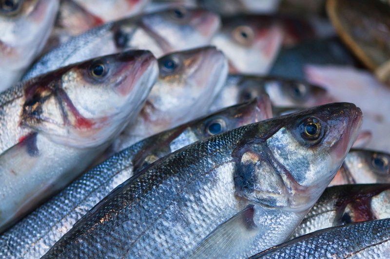 V ribah so lahko tudi nevarne snovi (foto: Profimedia)