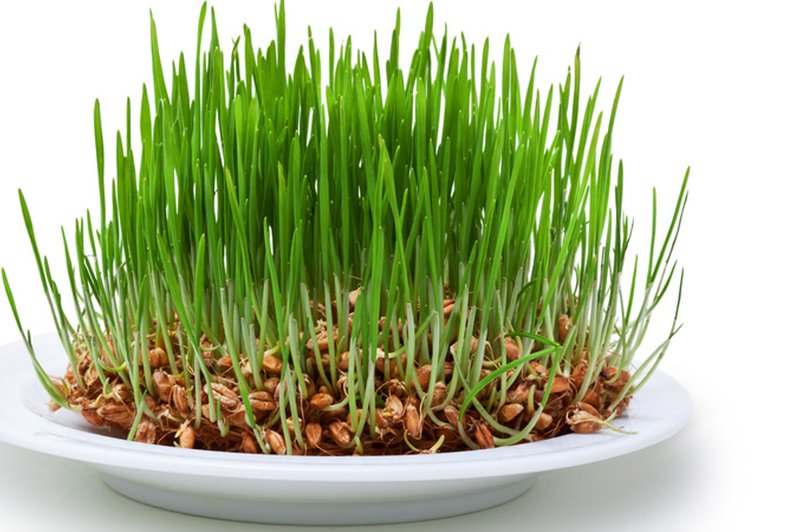 Pšenična trava preprečuje nastanek ateroskleroze (foto: Shutterstock.com)