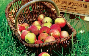 Jabolka - pomoč pri hujšanju
