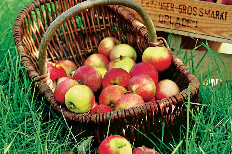 Jabolka - pomoč pri hujšanju (foto: Shutterstock)
