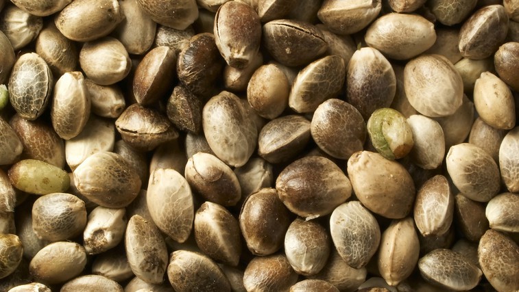 Konopljina semena – polna vitaminov in omega 3 (foto: Shutterstock.com)