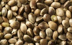 Konopljina semena – polna vitaminov in omega 3
