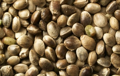 Konopljina semena – polna vitaminov in omega 3