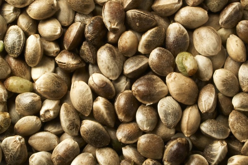 Konopljina semena – polna vitaminov in omega 3 (foto: Shutterstock.com)