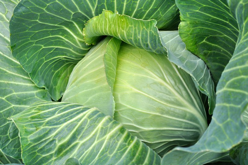 Sveže zelje - zaščitnik pred vrsto bolezni (foto: Shutterstock.com)