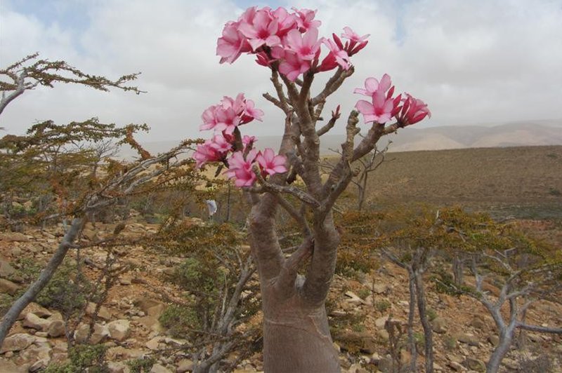 Sokotra – otok presenečenj (foto: http://opd.si/)