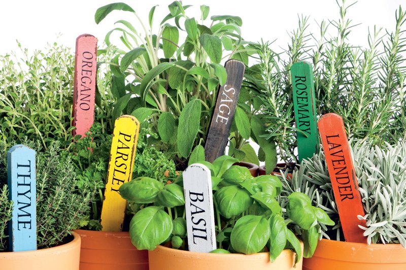 Zelišča za zdravo kuhinjo (foto: Shutterstock)