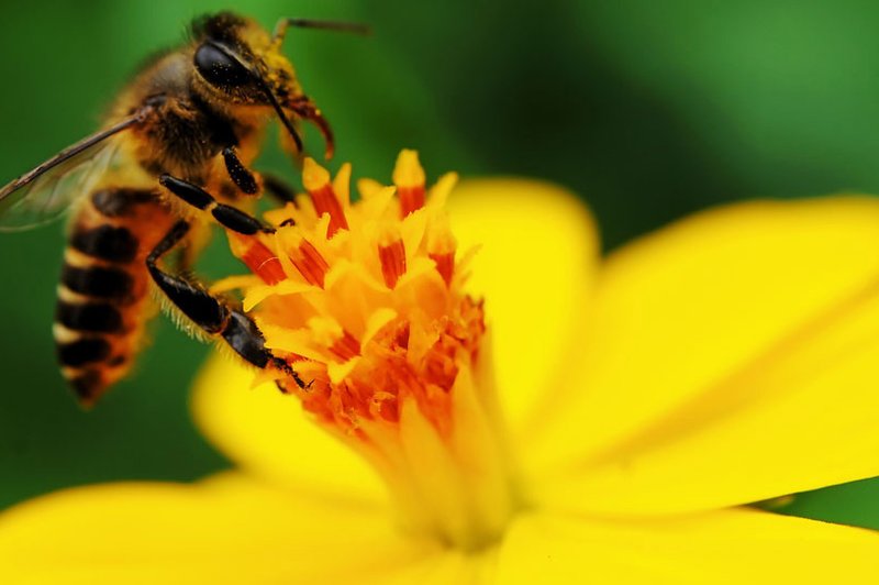 Kako ravnati ob piku žuželke (foto: Shutterstock.com)