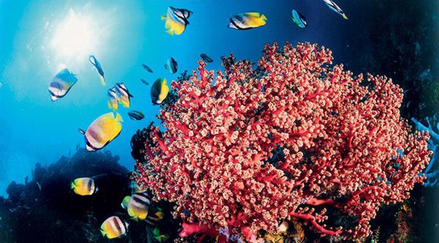 Najlepši kraji za potapljanje: Lembeh, Indonezija (foto: Andrej Voje in Profimedia)