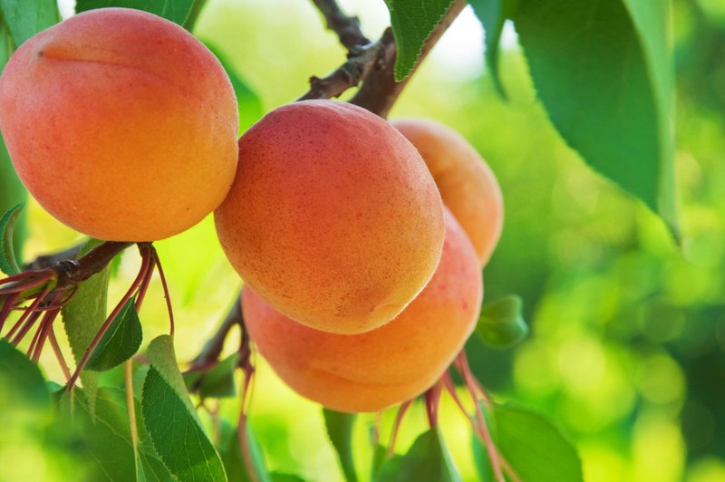 V vročih dneh jejte pravo sadje in zelenjavo (foto: Shutterstock.com)