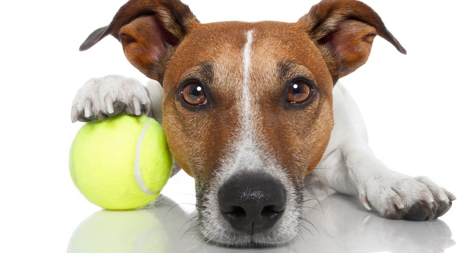 Zdravljenje bolečin v hrbtu z žogico za tenis (foto: Shutterstock.com)