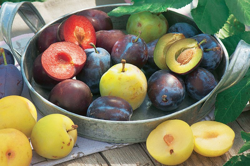 Recepti: Vsestransko koščičasto sadje (foto: Shutterstock.com)