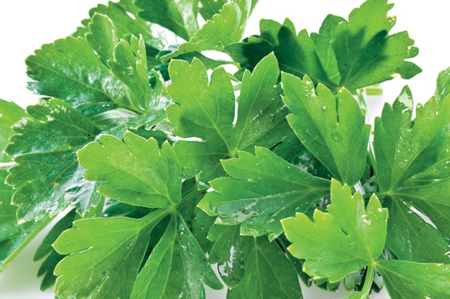 Koriander - proti napihnjenosti in za urejeno prebavo