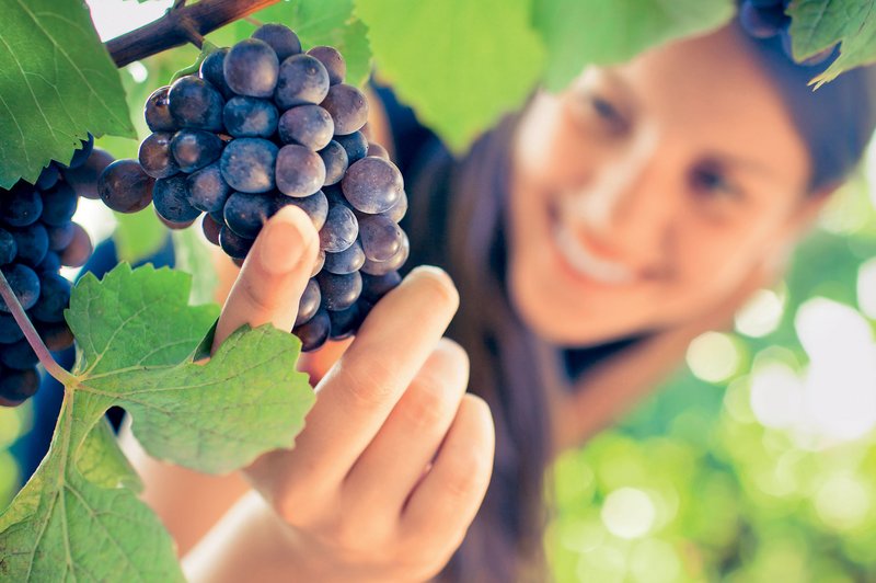 Očiščevalna dieta z grozdjem (foto: Shutterstock.com)