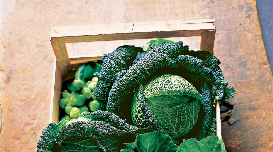 Trije recepti za vitaminsko bombo z zeljem (foto: iz revije Lisa)