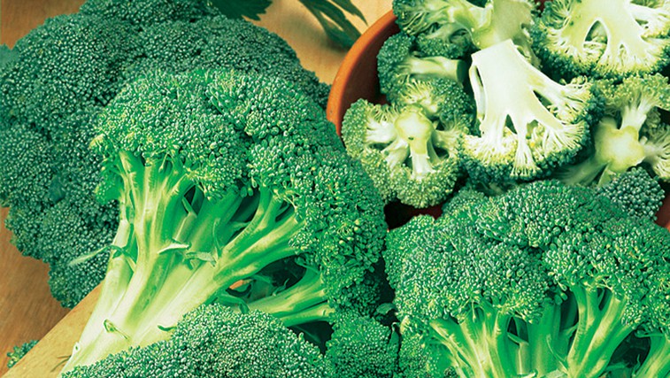 Brokoli – zeleno bogastvo vitaminov in mineralov na naših mizah (foto: Flora Press/M. Hughes-Jones, Fotolia/Nimbus, GAP/GAP Photos, Magic Garden Seeds, Bruno Nebelung GmbH/Kiepenkerl, Gärtner Pötschke, Shutterstock/R.Griffin/MC_PP/T)