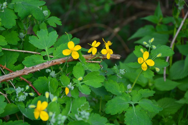 Tradicionalne zdravilne rastline (foto: Shutterstock.com)