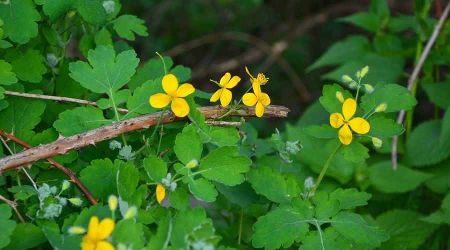 Tradicionalne zdravilne rastline (foto: Shutterstock.com)