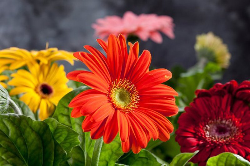 20 sobnih rastlin, ki čistijo zrak (foto: Profimedia)