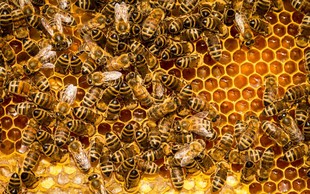 Zdravilni učinki medu, propolisa in ostalih čebeljih izdelkov