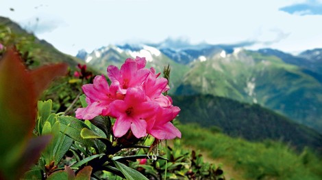 Foto: Tirolska, dežela zelene narave