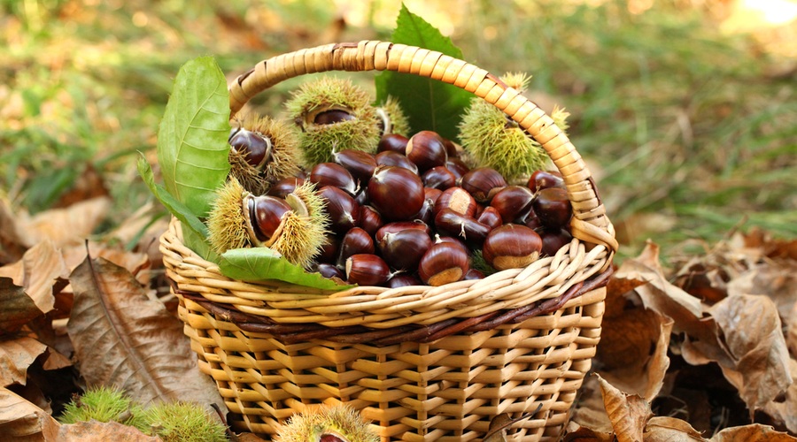 Maroni in pravi kostanji so zreli (foto: Shutterstock.com)