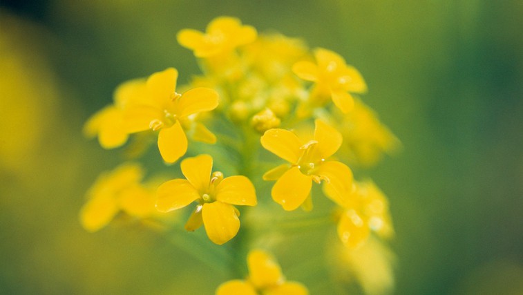 Cvetni izvlečki gorčice - zdravilo za otožnost (foto: Profimedia)