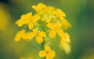 Cvetni izvlečki gorčice - zdravilo za otožnost