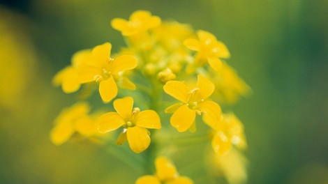 Cvetni izvlečki gorčice - zdravilo za otožnost