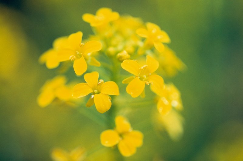 Cvetni izvlečki gorčice - zdravilo za otožnost (foto: Profimedia)