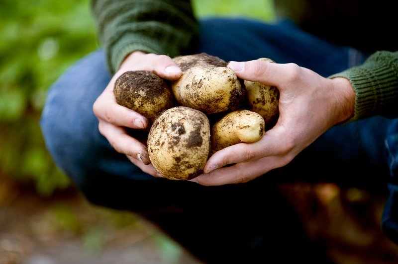Krompir - najbolj priljubljena priloga (foto: profimedia, stockfood photo)