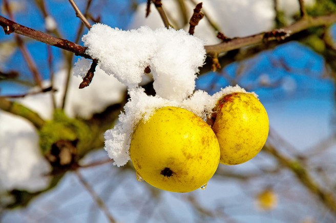 5 zdravih živil, ki jih pozimi dobimo na tržnici