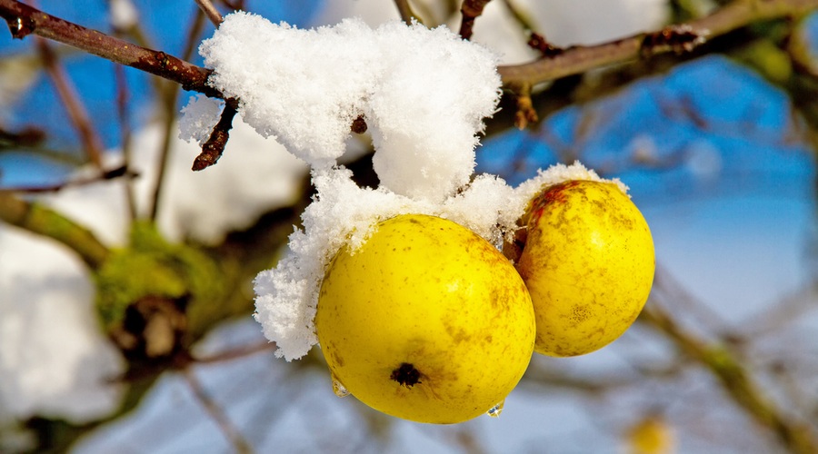 5 zdravih živil, ki jih pozimi dobimo na tržnici (foto: Shutterstock.com)