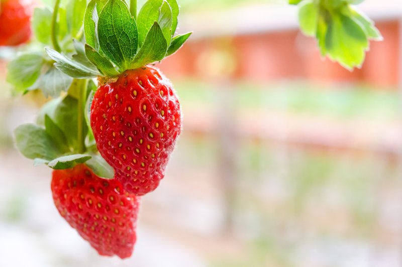 5 najboljših živil, ki jih prinese pomlad (foto: Shutterstock.com)