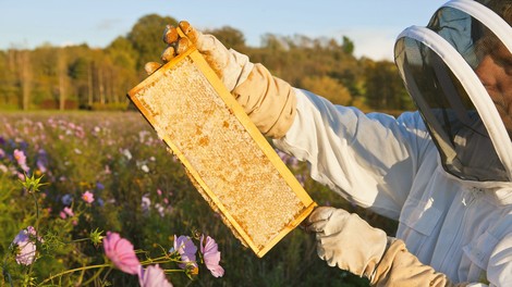 Čebele potrebujejo našo zaščito, saj je brez njih v nevarnosti naše zdravje