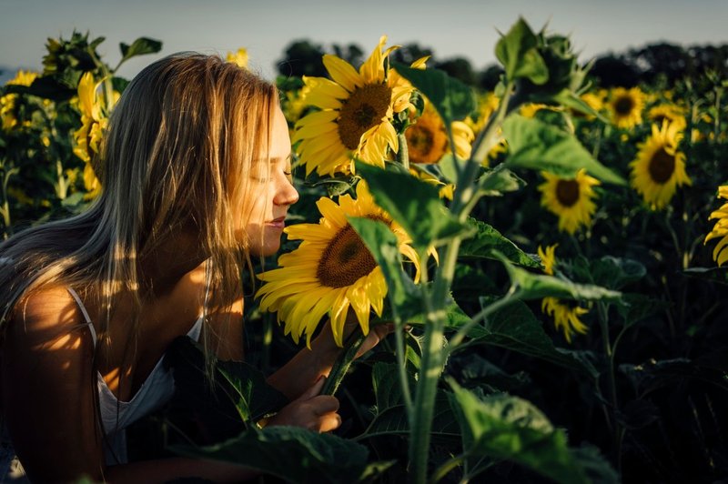 Semena sončnice za boljše zdravje (foto: Profimedia)
