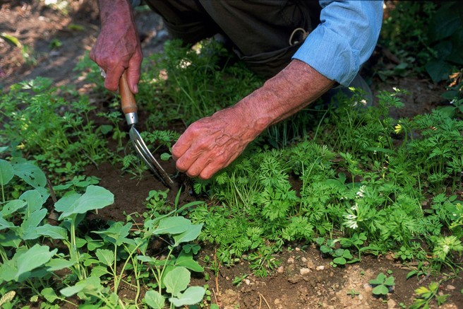 Kuhajte z okusnimi in aromatičnimi divjimi zelišči