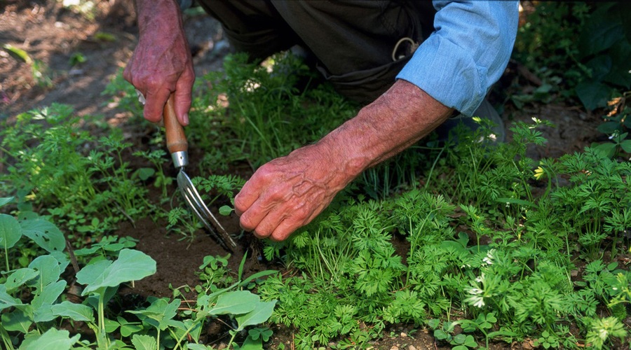 Kuhajte z okusnimi in aromatičnimi divjimi zelišči (foto: profimedia, stockfood photo)