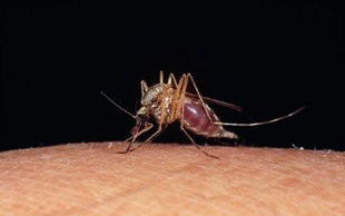 9 razlogov, zaradi katerih vas komarji raje pikajo kot druge ljudi!