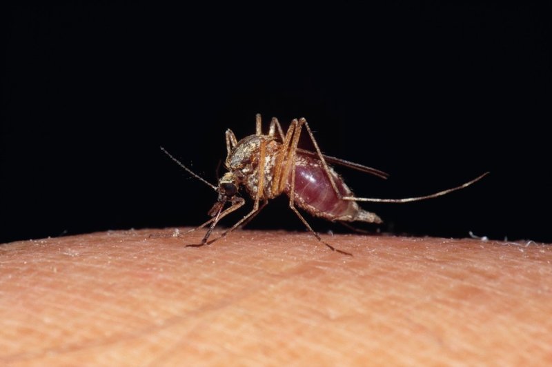Kako naravno ublažiti pike komarjev? (foto: profimedia)
