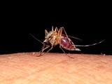 9 razlogov, zaradi katerih vas komarji raje pikajo kot druge ljudi!