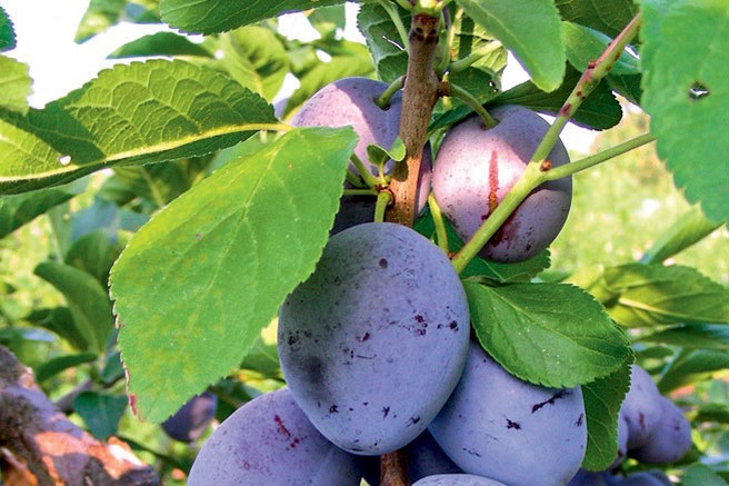 Slive, melone, bučke ... Slastno in zdravo!