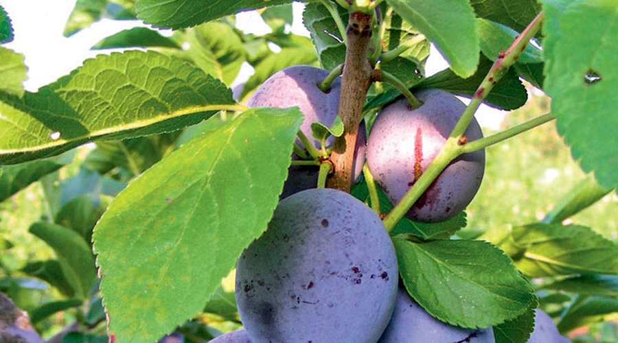 Slive, melone, bučke ... Slastno in zdravo! (foto: Revija Moj lepi vrt)